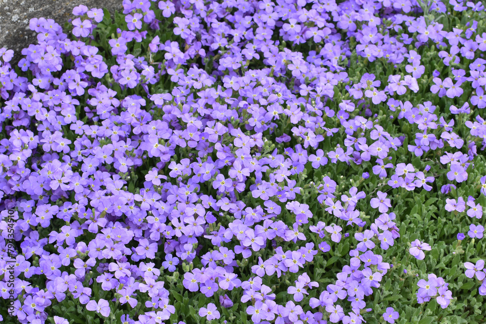 Blaukissen, Gartenblaukissen, Aubrieta -Hybride, Aubrietien Blaukissen, Gartenblaukissen, Aubrieta -Hybride, Aubrietien