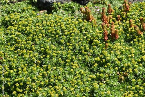 Blühender flachwüchsiger, polsterbildender Andenpolster,  Azorella trifurcata, Pflanzen in einem Steingarten photo