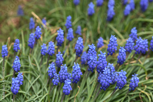 Traubenhyazinthe   Muscari armeniacum