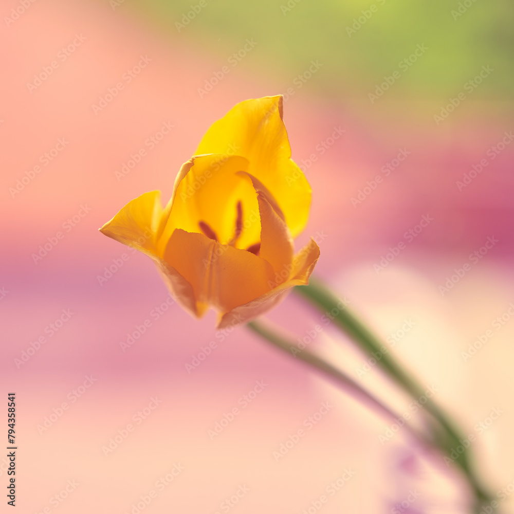 tulip flowers growing on a white background tulip flowers growing on a white background