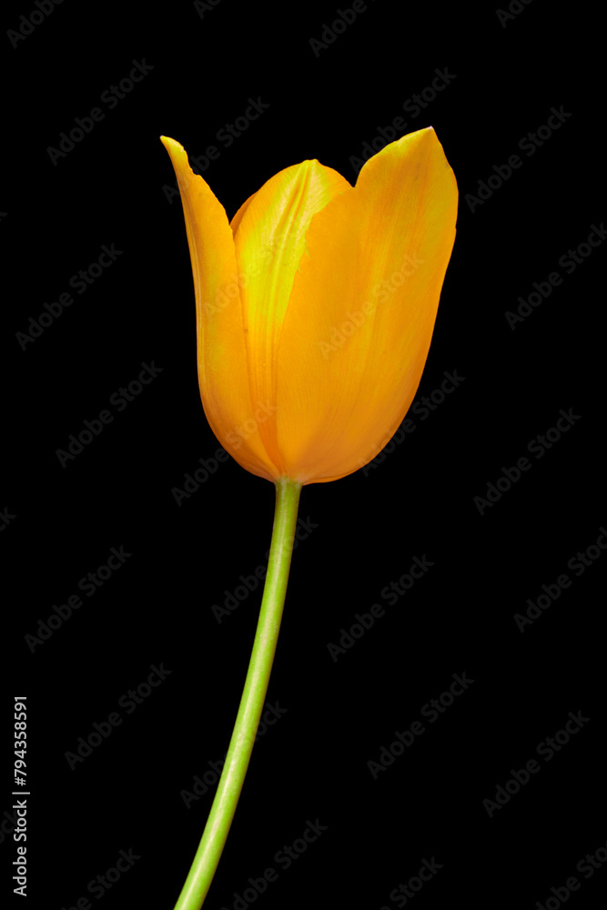 Fototapeta premium tulip flowers grow on a black background
