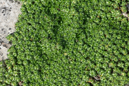 Flachwüchsiger, polsterbildender Andenpolster, Azorella trifurcata, Pflanzen in einem Steingarten photo