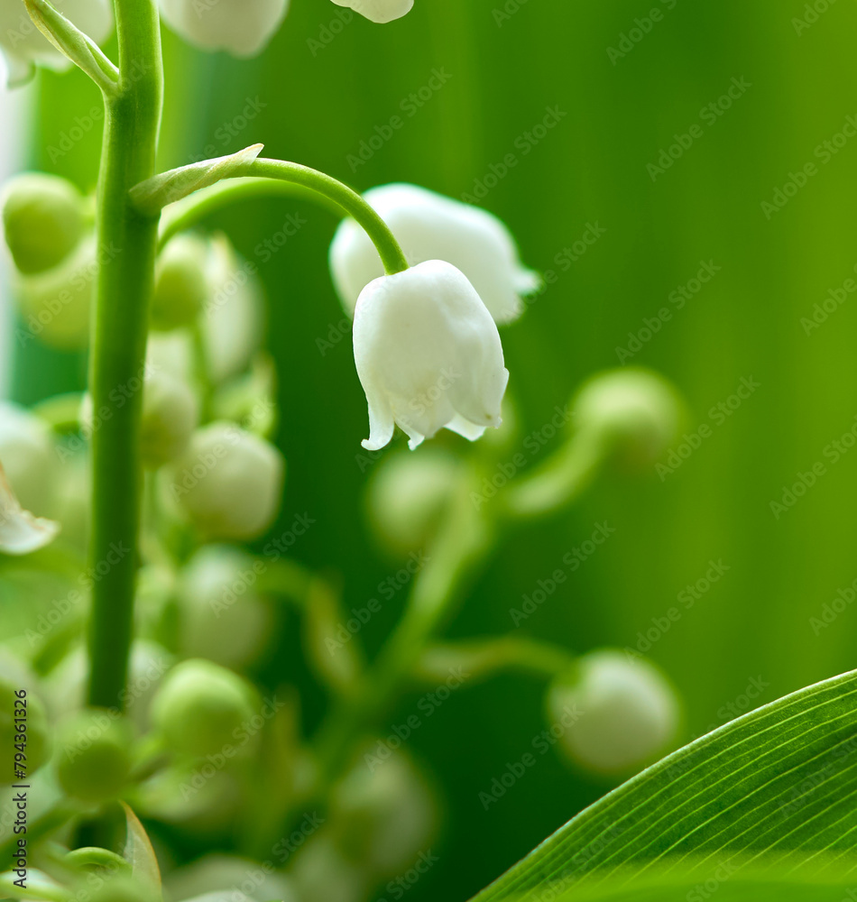 Obraz premium lily of the valley flowers grow against a background of green leaves