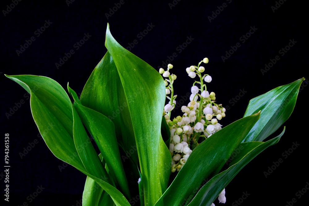 Obraz premium lily of the valley flowers grow against a background of green leaves