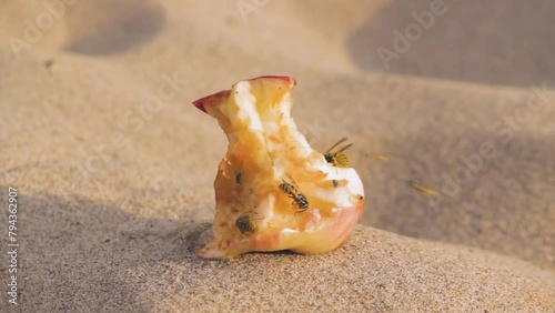 Wild wasps flew to an apple core thrown on the sand.