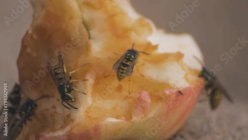 Wild wasps crawl on an apple core.