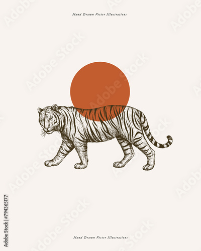 African tiger in engraving style. Amur tiger hand drawn on a light background. Big wild cat. Predatory wild animal of the taiga in vintage style. Vector retro illustration.