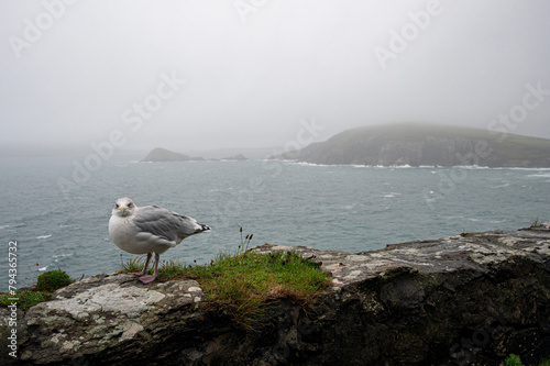 Wish you were here. Adult herring gull, larus argentatus, perched on a wall during Storm Agnes, Dunmore Head, Dingle, Co Kerry, Ireland