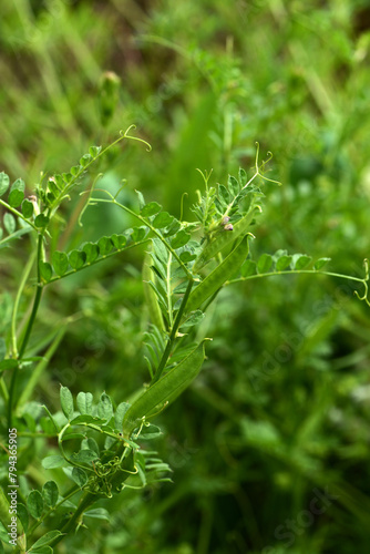 Futterwicke, Saat-Wicke, Vicia sativa, blühende Einzelpflanzen in einer Zwischenfruchtmischung photo