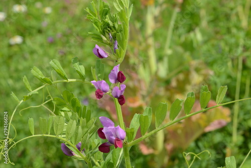 Futterwicke, Saat-Wicke, Vicia sativa, blühende Einzelpflanzen in einer Zwischenfruchtmischung photo