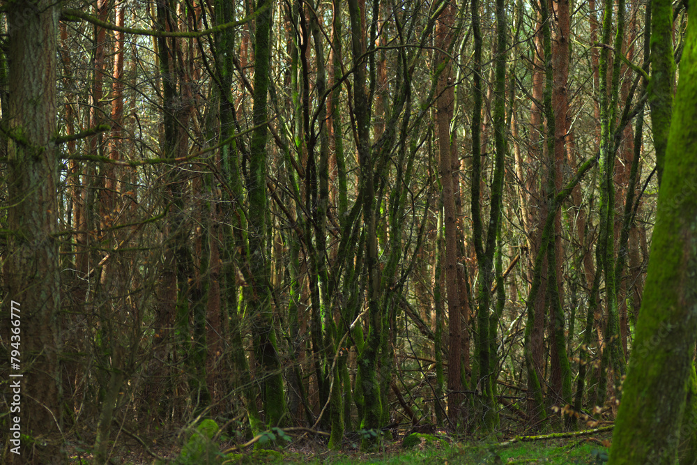 trees in the forest trees in the forest
