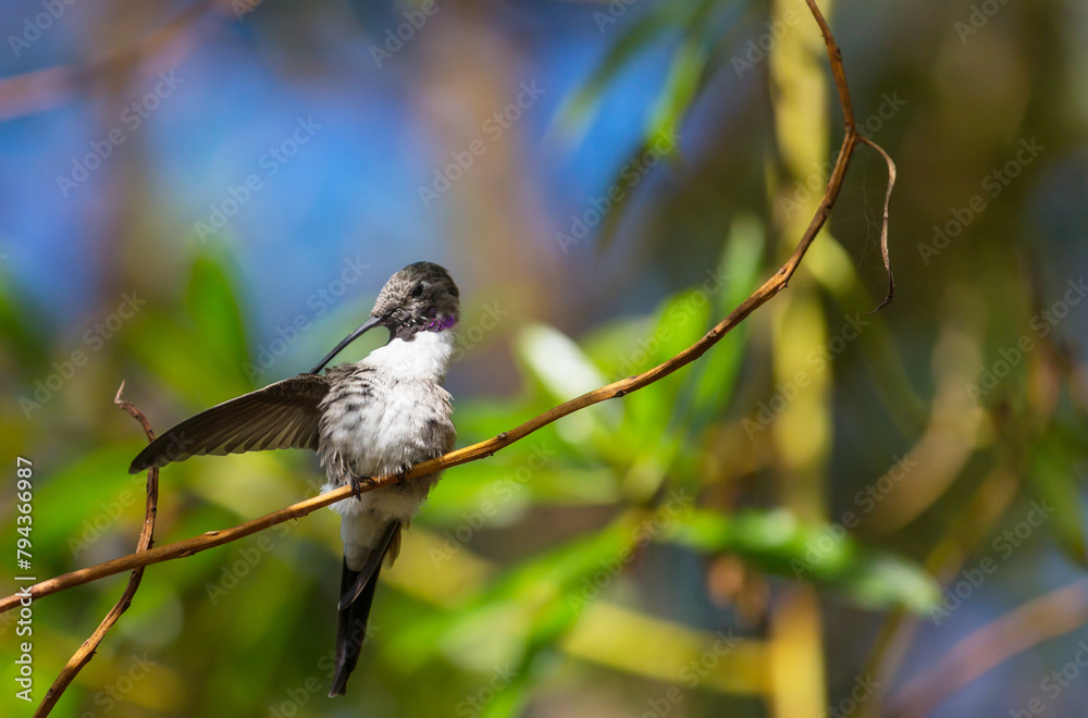 Fototapeta premium Kolibri