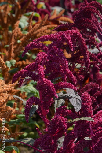 Obraz na płótnie Amarant, Amaranthus cruentus