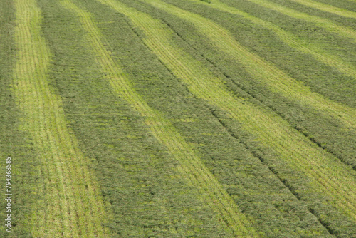 Grünland,  Grasschwaden photo