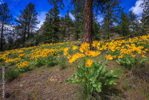 Arrowleaf Balsamroot (Balsamorhiza sagittata) photo