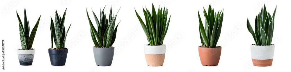 Collection set of indoor plants, various plants in different pots. Isolated on transparent PNG. Home indoor design Collection set of indoor plants, various plants in different pots. Isolated on transparent PNG. Home indoor design