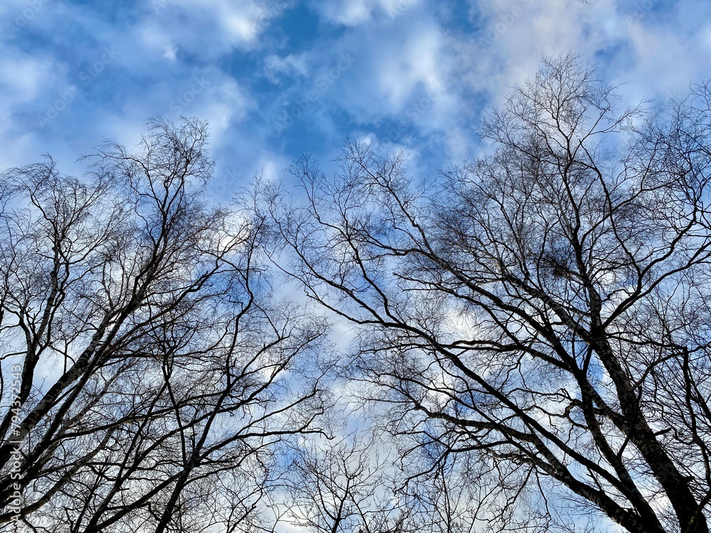 Bottom view of tree tops without leaves, blue sky and white clouds Bottom view of tree tops without leaves, blue sky and white clouds