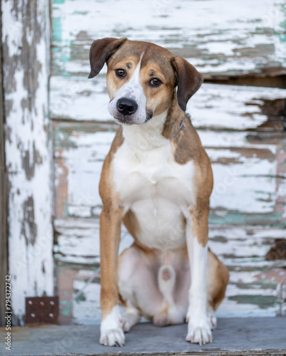 Cute mixed breed dog posing for a natural light portrait