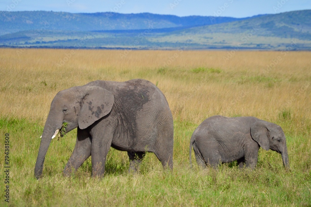 Obraz premium Elephant family portrait of mom with child in the savannah in masai mara, kenya