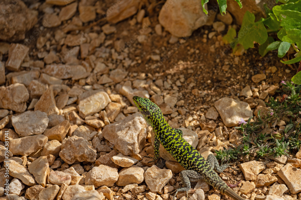 small green lizard in sicily small green lizard in sicily