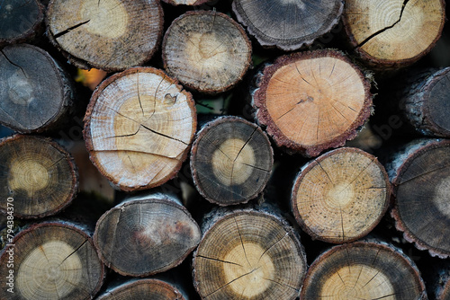 Stacked Loggs of Pine Tree