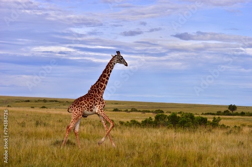 giraffe in the savannah in Masai Mara  Kenya