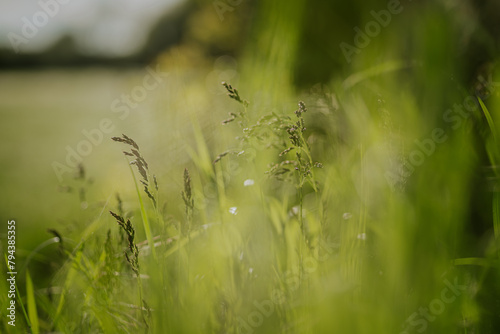 nature in  the spring time