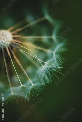 spring time in closeups