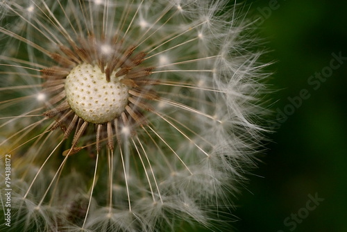 The amazing details of a dandelion flower in a macro photo; Taraxacum officinale