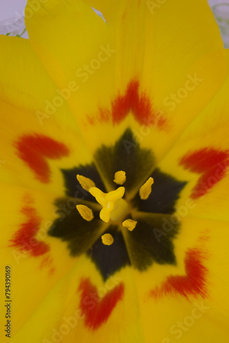 Vivid Yellow Tulip with Red Streaks Macro