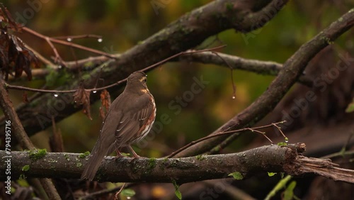 An autumn scene with a redwing (Turdus iliacus) and flying away photo