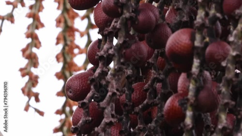 buriti palm tree in close up photo
