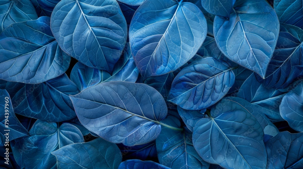 Several blue leaves are tightly clustered next to each other, forming a striking pattern of intricate botanical detail