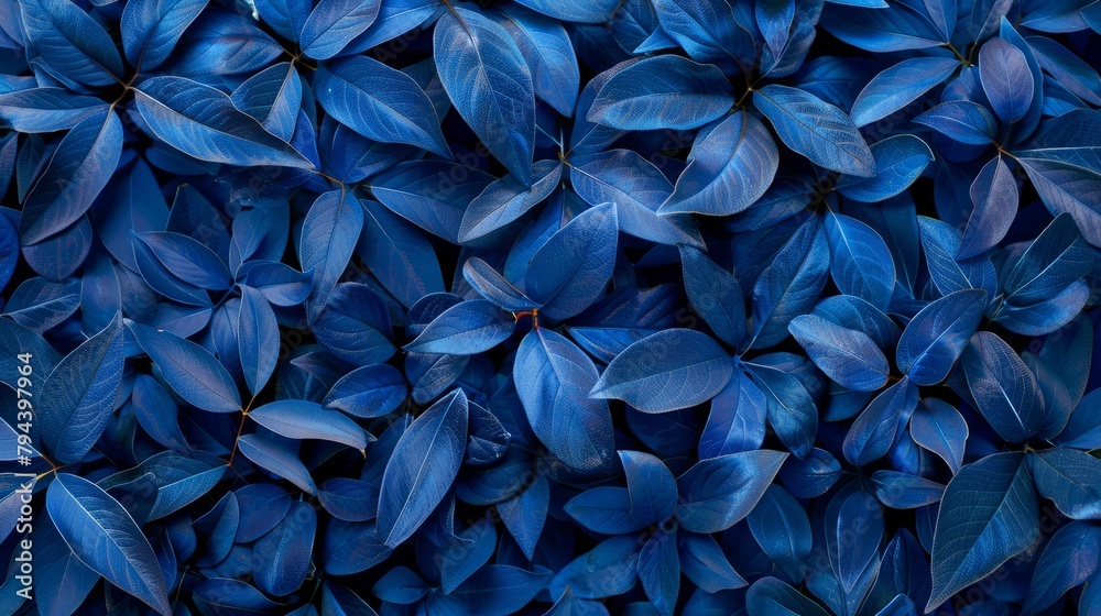 Detailed view of a cluster of blue leaves, showcasing intricate patterns and textures