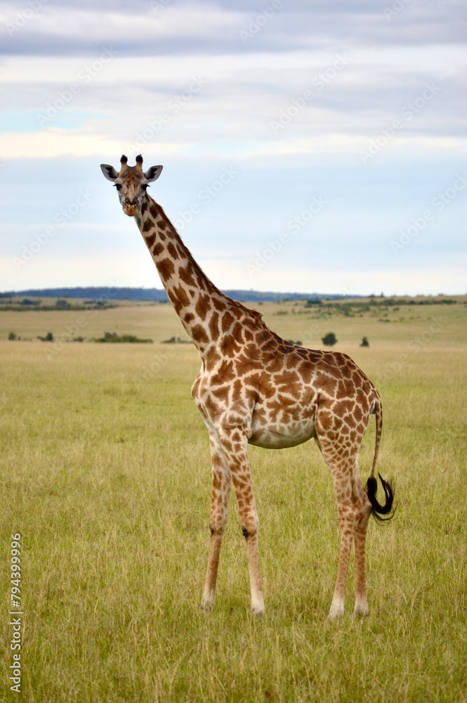 giraffe in the african savannah in masai mara, kenya