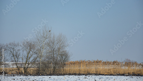 A serene winter scene showcases barren trees next to golden reeds against a clear blue sky, emphasizing the calmness of the landscape during this season. A buzzard sits in a tree at a high distance.