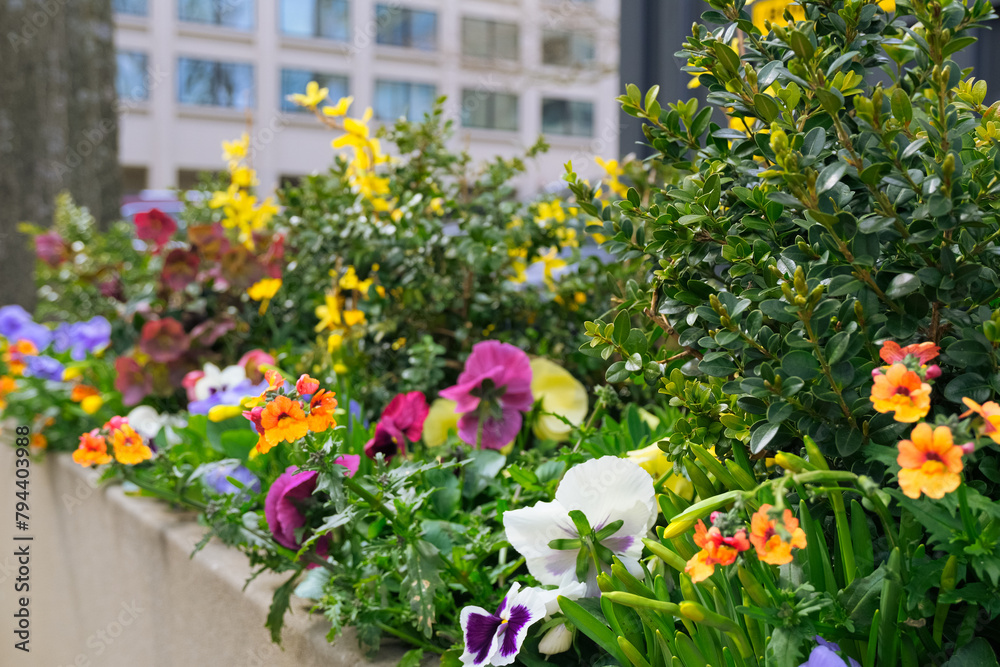 city landscape design with colorful flowers