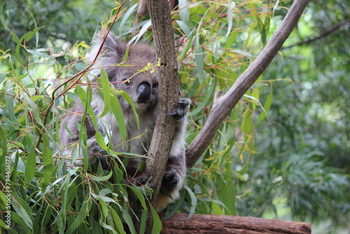 Photography Cute Australian koala bear sitting among green eucalyptus leaves on a tree branc