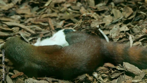 Ring-tailed mongoose (Galidia elegans) photo