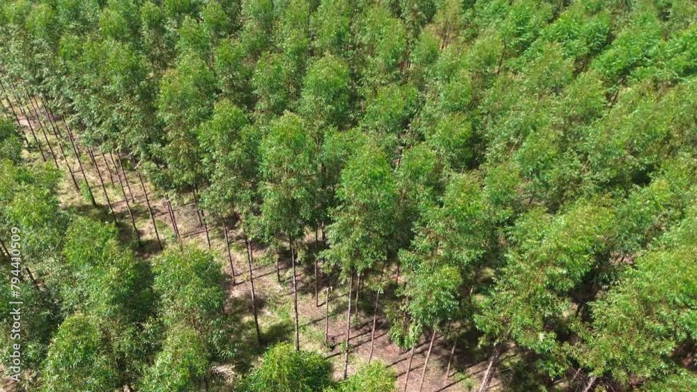 cultivation of eucalyptus trees cultivation of eucalyptus trees