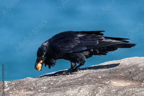 Australian Raven feeding on unknown food items