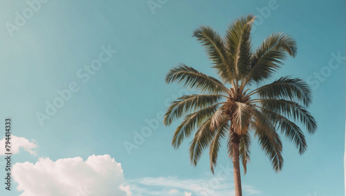 Sunlit Sky with Copy Space Featuring Tropical Palm Tree  Retro Aesthetic.