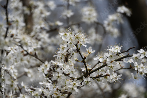 premières fleure du printemps sur les arbres © Pyc Assaut