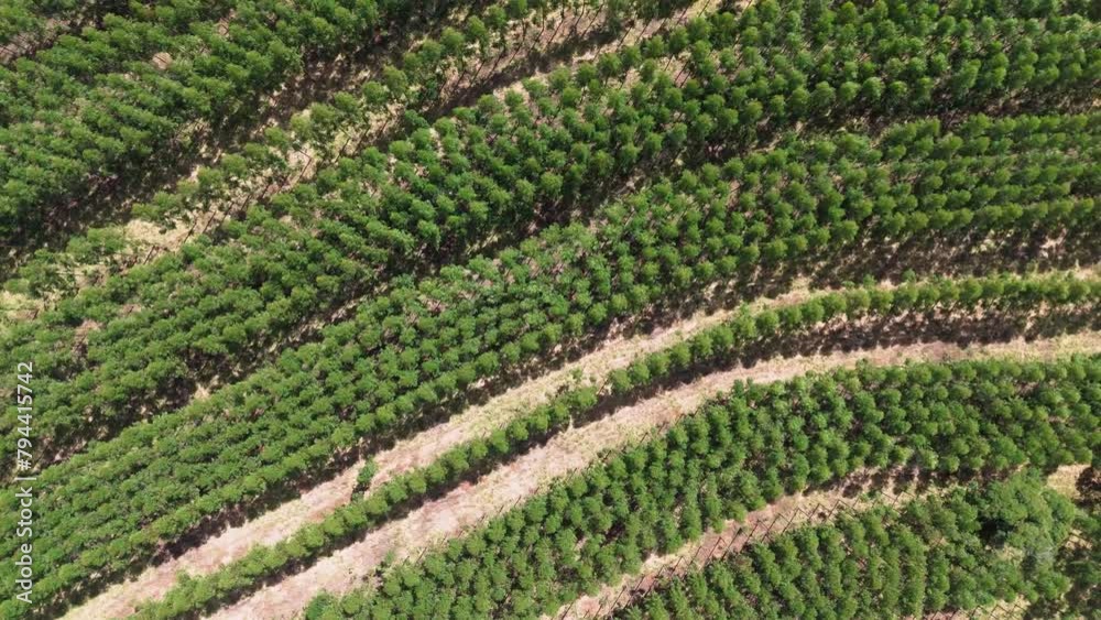 cultivation of eucalyptus trees