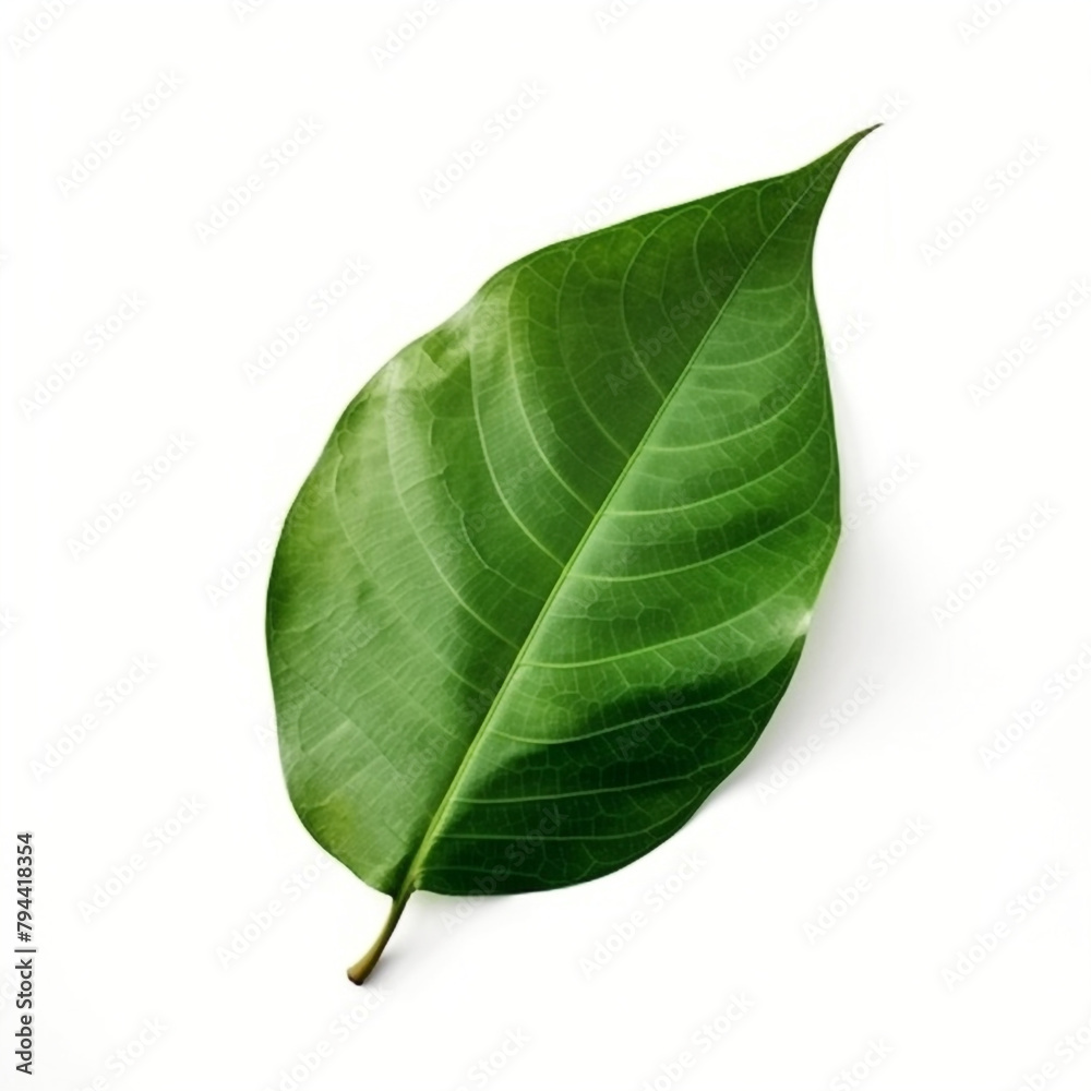 beautiful leaf of a large ficus on a white background сreated with Generative Ai beautiful leaf of a large ficus on a white background сreated with Generative Ai