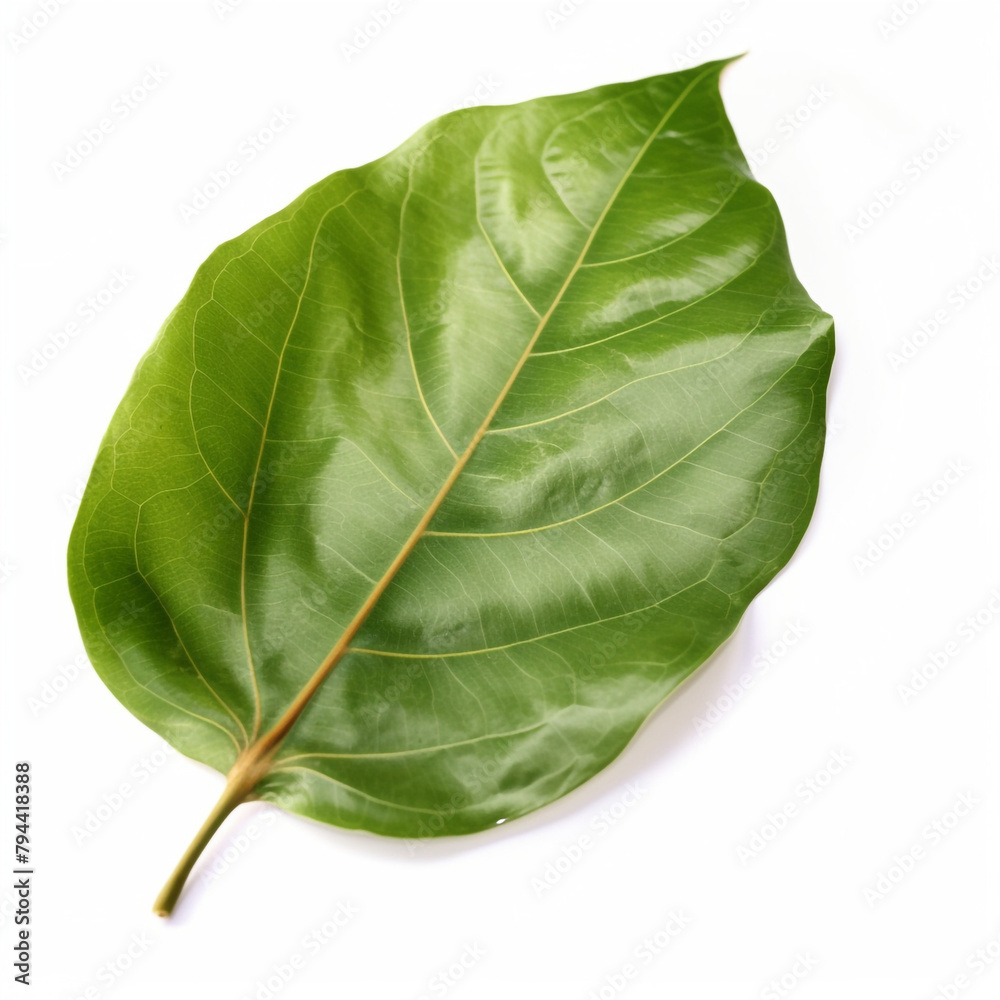 Obraz premium beautiful leaf of a large ficus on a white background сreated with Generative Ai