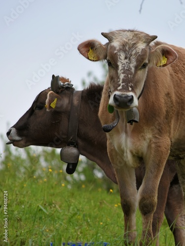 two young cows stand outdoors © lisica1