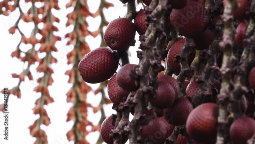 buriti palm tree in close up photo