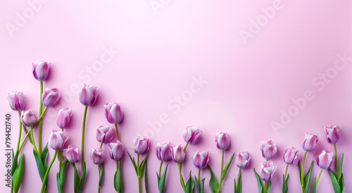 Purple tulips in a isolated pastel pink background. #794421740