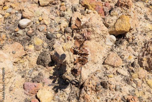 Dead plant in restored mine